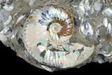 Iridescent Ammonite (Hoploscaphites) With Clams - South Dakota #180847-1
